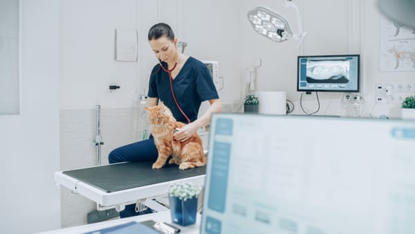 How Safire Solutions Transformed a NW OKC Veterinary Clinic with Cutting-Edge Technology